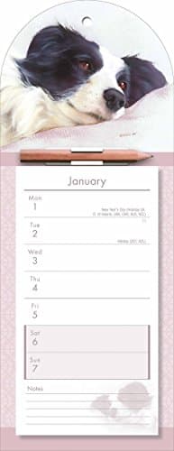 Border Collie 2018 Wtv Magnetic