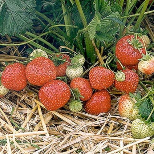 10 X Strawberry Plants Bare Rooted Sonata