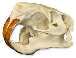 Nutria Skull (Natural Bone Quality A)