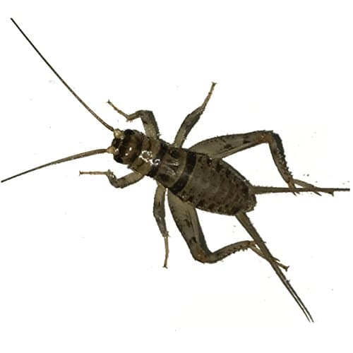 500 Live Banded Crickets (Large (3/4"))
