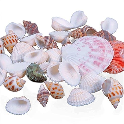 100g Mixed Mix Sea Shells Shell Craft Seashells Home Aquarium Nautical Decor