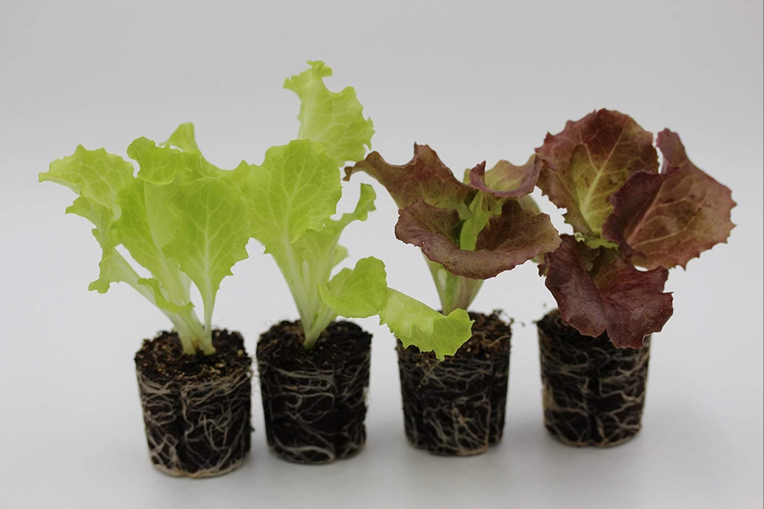 Bonnie Plants BPRFP1 Lettuce 4-Seedling Hydroponic Mix