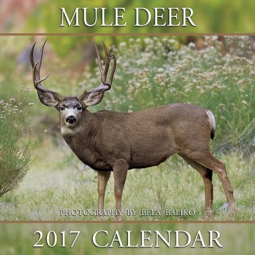 2017 Mule Deer Calendar - 12x12" Wall Calendar