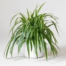 Garden Art Spider Plant indoor live plant (Chlorophytum Comosum)