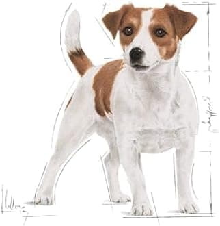 Royal Canin SHN Mini Adult for Dogs, 4.4 lbs (2 kg)