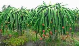 Dragon fruit seeds for planting, Planting seeds for dragon fruits, Dragon fruit planting seed ( 45 seeds )