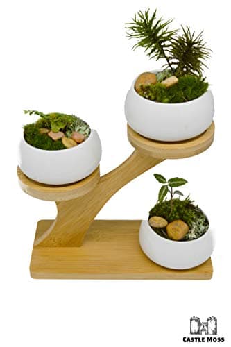 CASTLE MOSS | Real Live Sheet Moss 1 Quart | Great in Terrariums, Fairy Gardens, Home Decor