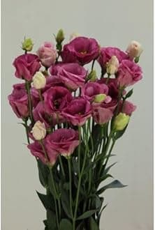 Texas Blue Bell live flower plant||Lisianthus flower live plant