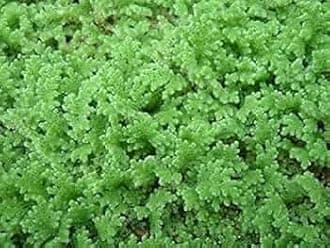 Azolla seeds 400 seeds Green