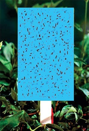 Param Blue Sticky Trap – Pack of 10 Pcs.