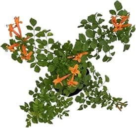 Garden Art Flowering Outdoor Live Plant For Home and Garden Decor | Pack of 1 Healthy Live Plant With Grower's Pot/Bag (Tecoma Capensis)