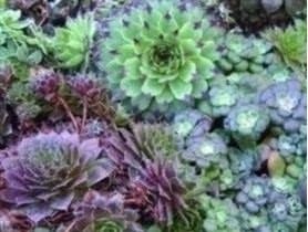 Just Seed - Flower - Sempervivum Mixed - 100 Seed