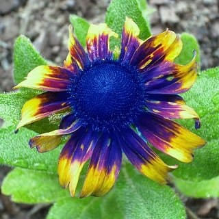 Saavyseeds Blue Cinnamon Coneflower Seeds - 55 Count