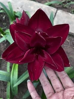 � Imported Amaryllis Lily Dark Red Color Flower Bulbs For Gardening (Pack Of 5 Bulbs)