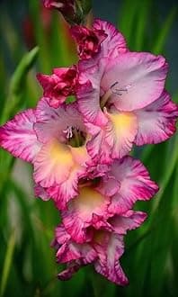 Gladiolus Flower Bulbs All session Imported Vearty for Home and Gardening Pack of 5 bulbs (MATE PINK)