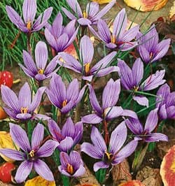 Saffron Fall Blooming Crocus - 10 bulbs