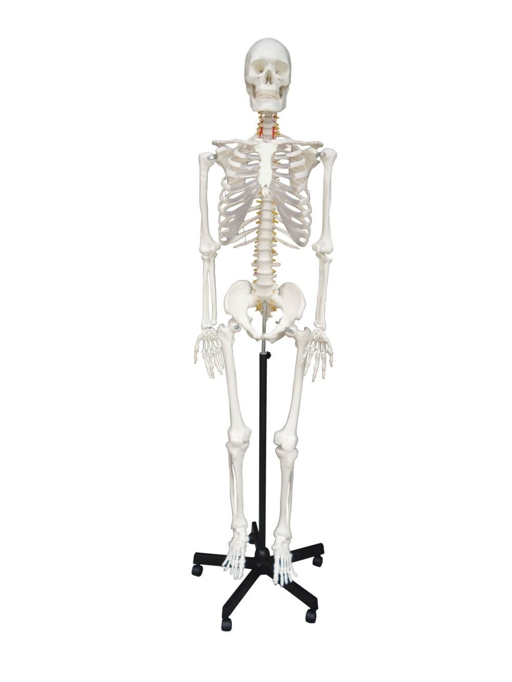 Wellden Cranstein A-111 Skeleton Model Life-Size 180 cm with Anatomy Poster - Anatomy Model as Learning Model or Teaching Aid
