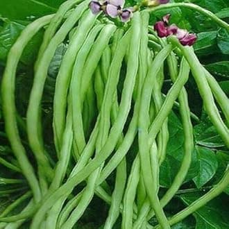Vegetable Seeds Lobia/Cowpea Beans Seeds for Home Garden- 20 Fresh Seeds