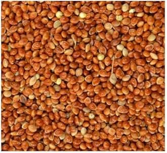 Red Millet Seed Budgie Finch Canary or Wild Bird Food 10kg 5kg 3kg 2kg 1kg 500g Garden Bird Food (Red 5kg)