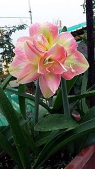Oakwood Farms � Imported Amaryllis Lily Pink & Yellow Color Flower Bulbs For Gardening (Pack Of 5 Bulbs)