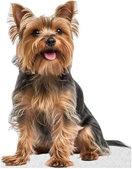 Dog - Yorkshire Terrier - Life Size Cardboard Cutout Standup People with Support Standee | Animals -