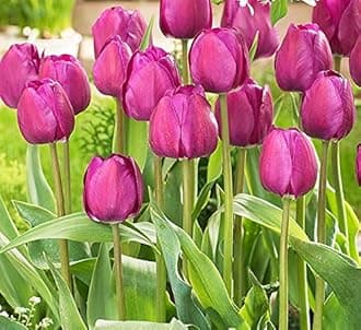 Flower Bulbs Tulip Imported Flower Bulbs For Gardening (Purple, Pack of 6 Bulbs)