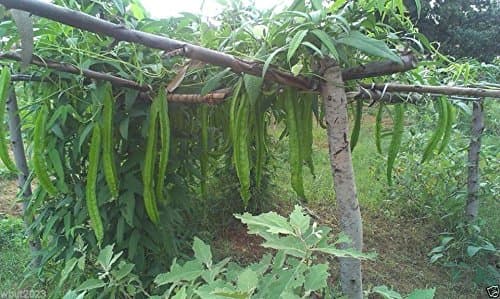 Winged bean, Goa bean, Princess bean -50 seeds