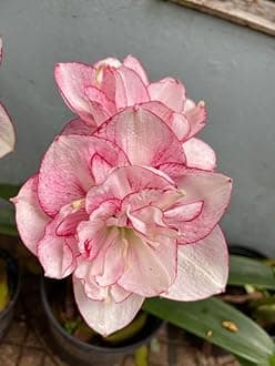 SVG® Imported Double Amaryllis Lily Flower Bulbs for Planting and Gardening, Pack Of 2 Bulbs (Light Red)