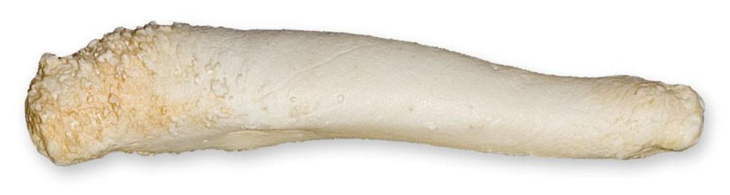 Bearded Seal Baculum (14cm) (Teaching Quality Replica)