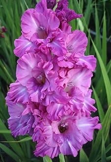 Gladiolus Flower Bulbs All session Imported Vearty for Home and Gardening Pack of 5 bulbs (VIOLET)