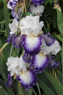 SVG® Dutch Iris Flower Bulbs for Your Home and Gardening Pack of 2 Bulbs (OFF WHITE WITH PURPLE)