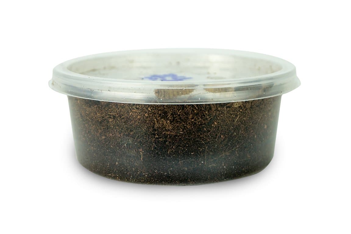 Black Soldier Fly Larvae (250 Count - Large)