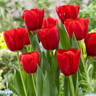 Floriculture Greens Flower Bulbs Tulip Imported Flower Bulbs For Gardening (Red, Pack of 6 Bulbs)