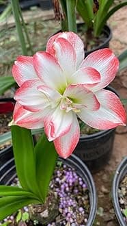 Amaryllis Holland Double Imported Flower Bulbs for Home and Gardening Pack of 2 Bulbs (PEACH WITH WHITE)