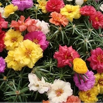 Seedbasket Portulaca Double Mix Summer Flower (400 Seeds) – Vibrant Drought-Tolerant Flowers for Containers, Hanging Baskets, and Garden Borders, Summer Blooms
