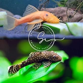Swimming Creatures 1 Albino Plecotomus & 1 Snowflake Plecotomus Freshwater Aquarium Fish Live (Size Approx. 3-4cm) (Pack of 2 Fish)