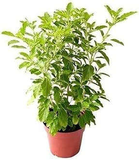 Gim Jack Galaxy Live Real Ayurvedic Rama Tulsi Plant Green Tulsi Live Plant Outdoor Garden Tulsi Pooja Plant With Black Plastic Pot