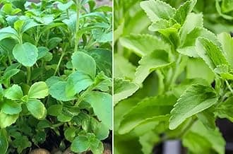 Sweet Herb Stevia Seeds Stevia Flores Seed Sweetleaf Plants for Planting Natural Stevia Sugar US Garden 100pcs