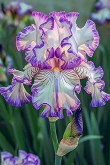 SVG® Dutch Iris Flower Bulbs for Your Home and Gardening Pack of 2 Bulbs (VIOLET SHADE)