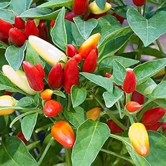 Creative Farmer Ornamental Seeds : Ornamental Plant Seeds Chilli House Garden Garden [Home Garden Seeds Eco Pack] Plant Seeds