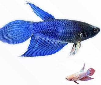 Generic Live Betta Fish x4 Female Sorority Betta Assorted Colors