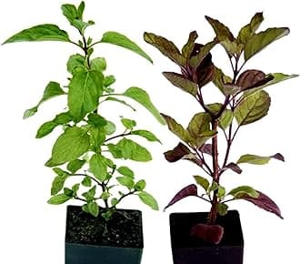Guruji Plantation Tulsi Plant Indoor Plant For Home and Garden with Pot (Black & Green Combo Pack of 2)