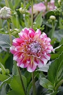 Pink and White Dahlia Flower Bulb seeds, Large Decorative Blooms, Garden Plant seeds pack of 50 Plus