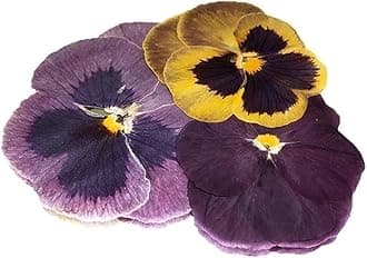 Pressed Pansy Edible Flowers