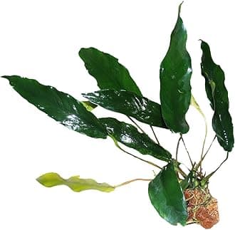 Maalavya Live Aquarium Aquatic Plant Anubias Minima (Anubias Minima on wood rock)