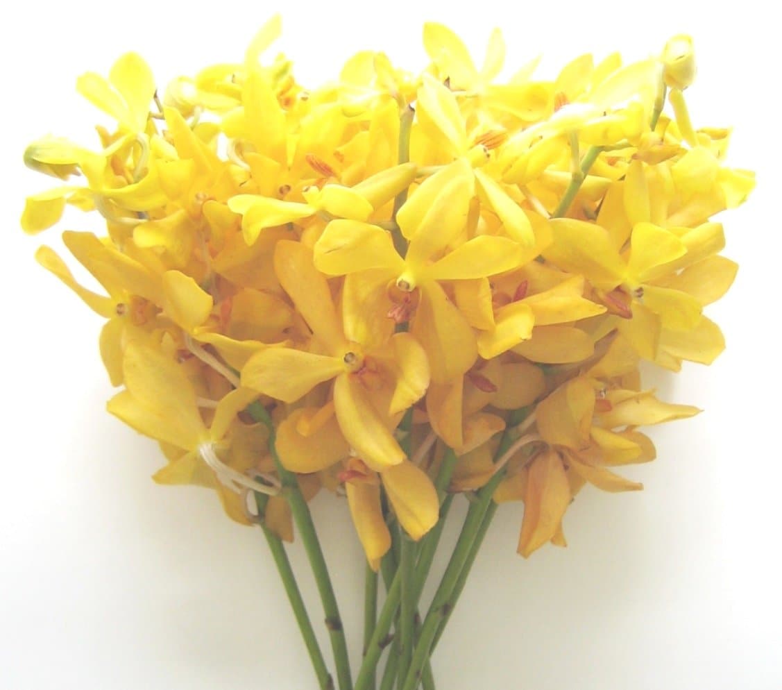 Fresh Flowers - Yellow Mokara Orchids