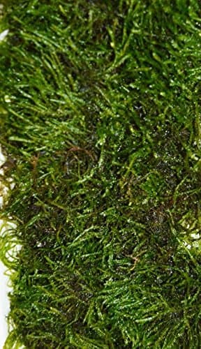 Vesicularia Live Aquarium Christmas Java Moss 10g-100g (100g)