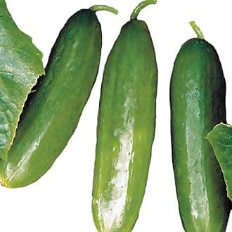 Park Seed Variety of Cucumber Seeds, Planting Cucumbers, Vegetable Seeds, Easy to Grow, Non-GMO, Perfect for Harvesting, Diva, Pack of 30