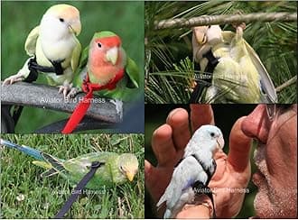 The AVIATOR Pet Bird Harness and Leash: Mini Black