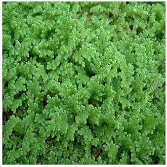 Azola live plant, Live plant of azolla, Alolla plants ( pack of 1500 )